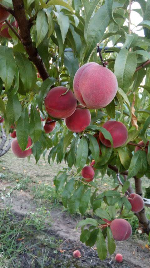 Lual Orchards Ltd